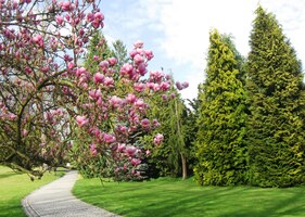 Jeho park je plný květů