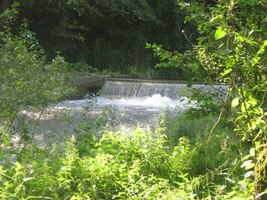 Tady je - stříbropěnná v zajetí zeleně