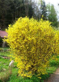 a minipes za zlatým deštěm