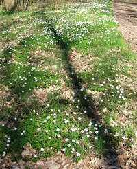 a sasanek tu byly celé koberce