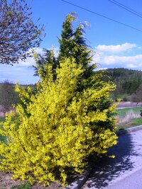 a rozkvetlých zahrádek k lesu