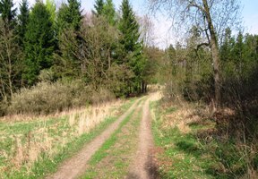 Vstupujeme do lesního království