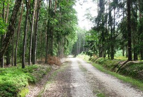 a záhy zmizeli v místních lesích