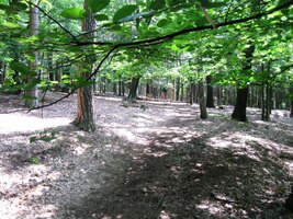 Konečně nahoře ve spásném lese!