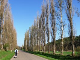 Silnici lemují topolové větrolamy