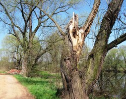 i jejich pozvolna tlejících druhů