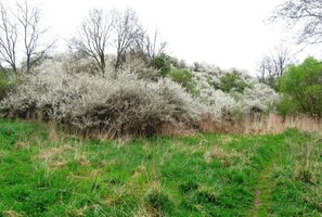 Keře připomínají svatební závoje