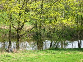 Úslava se schovává ve stromoví