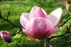 Magnolie jim ovšem jasně vévodí