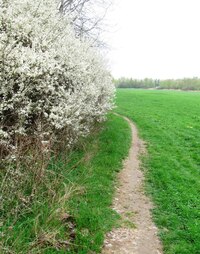 Cestička k Dobřanům úzce se vine