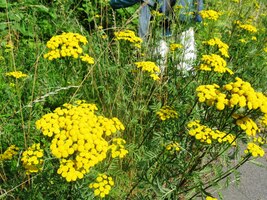 a jdeme voňavými pěšinami