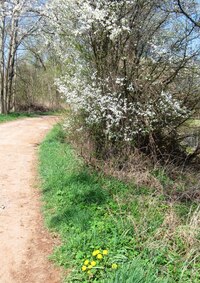 Hleďme, první letošní pampelišky!