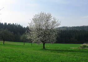 Sám "voják vprostřed pole"