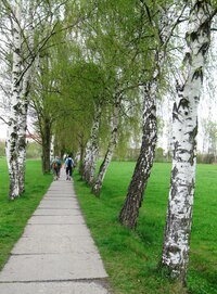 Kam asi vede tento chodníček?