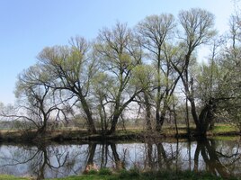 mohutných košatících se stromů