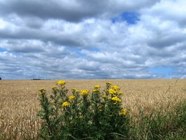 a krajina jako z Van Goghových obrazů
