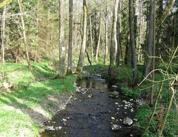 a pokračujeme nekonečnými lesy