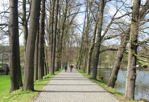 a pak pokračovali alejí zámeckého typu