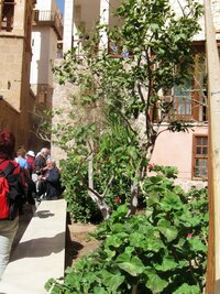 Nebo, že by to byl tento keř?