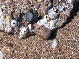 Tady je jich pár na souši