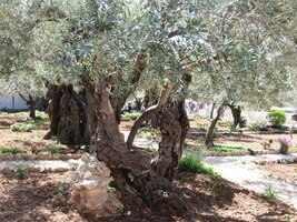 Tyto olivy prý pamatují Ježíše