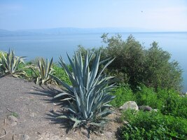 Tady u Galilejského moře (jezera)