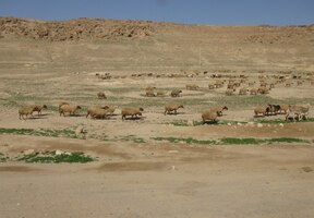 I stáda ovcí se tu uživí