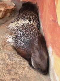 s dikobrazí rodinou