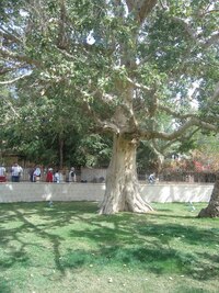 a hluboko pod ní v Jerichu u biblické moruše