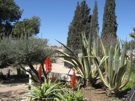 Možná to bude právě tady - v Getsemanské zahradě