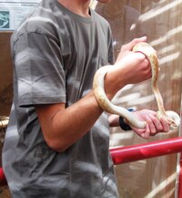 a kamarádí také s hady