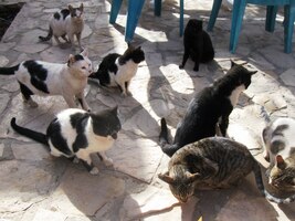 a tyhle kočky měly také jiné starosti