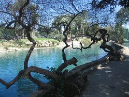 a okolní flora exotická