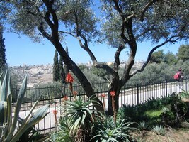 Někde zde totiž sestoupí soudného dne Mesiáš