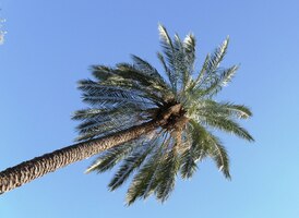 obřího slunečníku z palmových listů