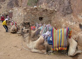 Velbloudi tu nosí na kopec turisty