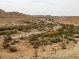 Poušť s minimem vegetace, jenže...