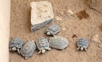 Místní želvy ho ale zjevně ignorují