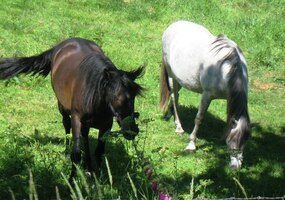 i ušlechtilých koní