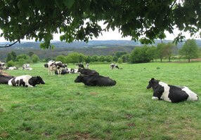 Pak už se jde idylickou rovinou,