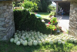 Lidé tu pěstují všelicos,