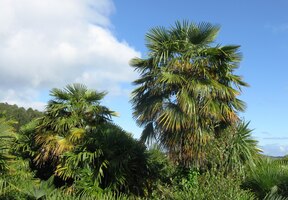 Míjíme botanickou zahradu