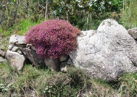 Některé balvany tu i kvetly