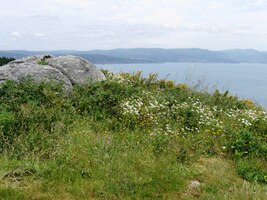 Nad útesy kvetou kopretiny,