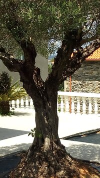 ale i za jejich ploty