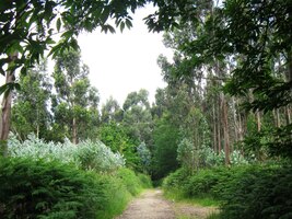 Chvílemi jde cesta i lesem