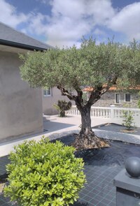 v načinčaných zahrádkách,