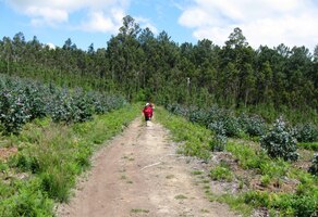 kde stáda krav střídají