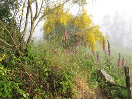 ale i tady - na úbočí hory Aro