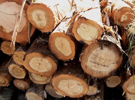 Tady jsou jejich letokruhy